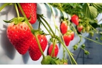 【春日井車庫・小牧発】＊日帰り昼食付＊『浜松スイーツショッピング＆いちご狩り』1