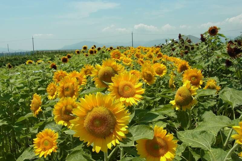 【岩国・玖珂発】 おいでませ山口♪よみうり旅のお中元祭　日帰り2