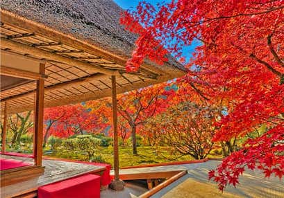 九年庵 秋の一般公開とみかん狩り食べ放題と中之小路賓館 秋の特別公開