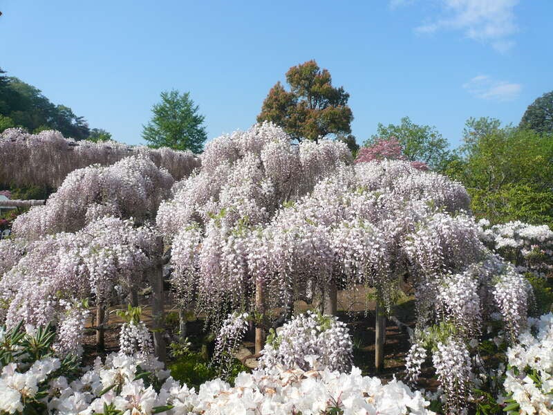 【千葉県内※銚子・茂原発着ルートを除く発】 国産網目メロン１玉付！ 世界に誇る藤の楽園「あしかがフラワーパーク」と 碧の楽園「国営ひたち海浜公園のネモフィラ」2
