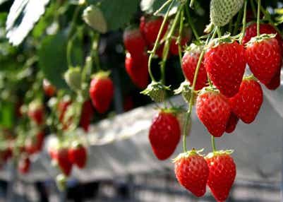 【京滋エリア発】 あったか和歌山いちご狩り食べ放題＆２つの桜名所めぐり　日帰り