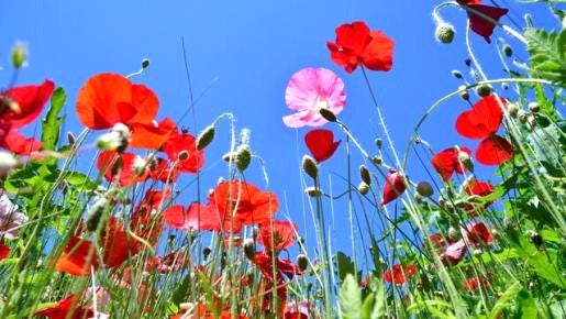 ＜Web割対象商品＞【キングツアーバス旅】ぐんまW狩り♪新玉ねぎ＆シーズンラストのいちご狩り　色とりどりのポピー畑♪〔新宿・吉祥寺発〕1