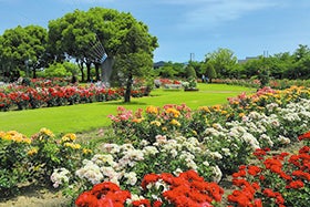 新大阪　西宮発
№1847 花とアートに癒されるアフタヌーンランチ2