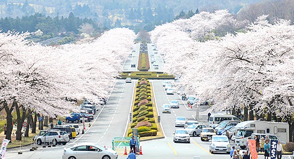 ＜新宿発・西船橋発＞ 日本さくら名所100選！富士霊園桜のトンネル と 樹齢140年のしだれ桜が咲く秩父宮記念公園　そして御殿場高原ビールで50種ブッフェの昼食1