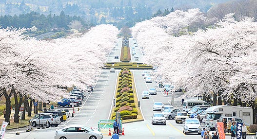＜新宿発・西船橋発＞ 日本さくら名所100選！富士霊園桜のトンネル と 樹齢140年のしだれ桜が咲く秩父宮記念公園　そして御殿場高原ビールで50種ブッフェの昼食