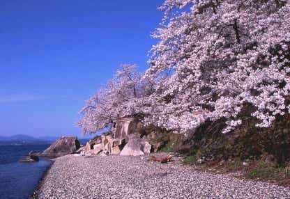 【福井メイン/南行ルート発】 関西屈指の桜の名所・海津大崎と春の絶景ハイライト！　日帰り