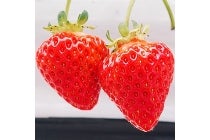 ◎ＷＥＢ予約でリボンポイント２ポイント◎【岡崎発】＊日帰り昼食付＊『八ヶ岳高原いちご＆シャインマスカットのW食べ放題とオリジナル峠の釜めし作り』2