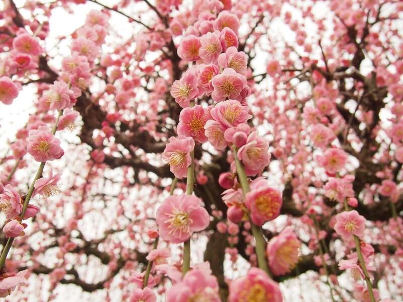 【高知県内発】 日本庭園南楽園「梅まつりと座敷雛」、いちご狩りと宇和島鯛めし　日帰り2