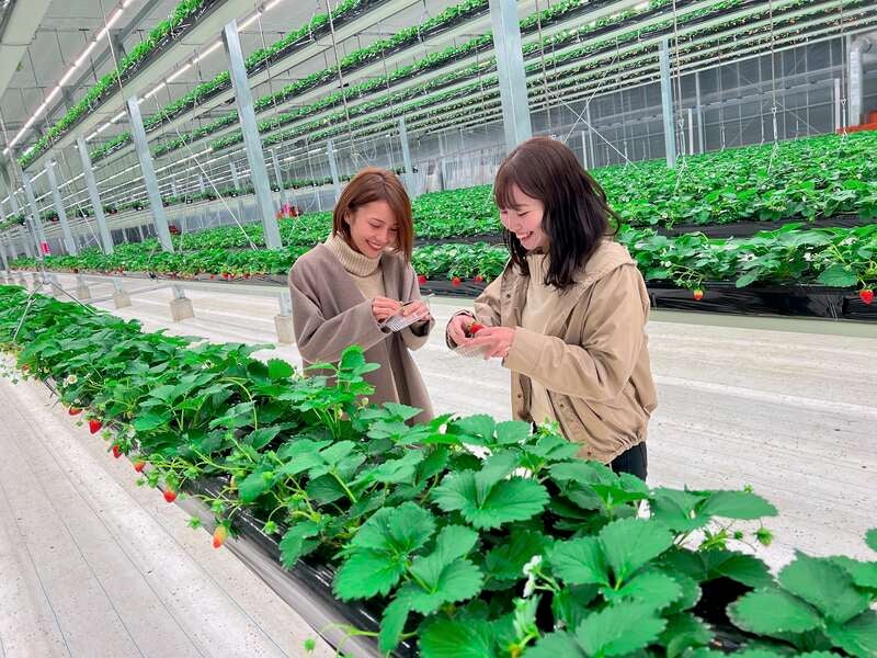 【大宮発】＜WEB限定特別企画＞聖なる日クリスマスイブ発限定！ 夜の空中いちご狩り食べ放題と 幻想的ないばらきフラワーパークイルミネーション3