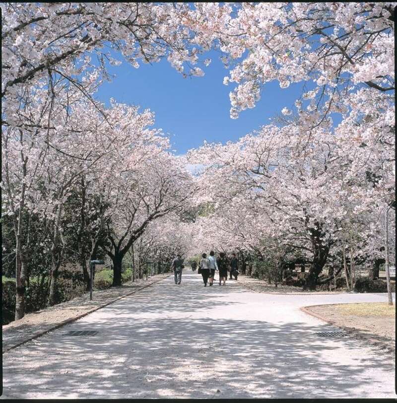 【愛媛県内発】 高知公園と鏡野公園　高知桜めぐりといちご狩り食べ放題　日帰り2