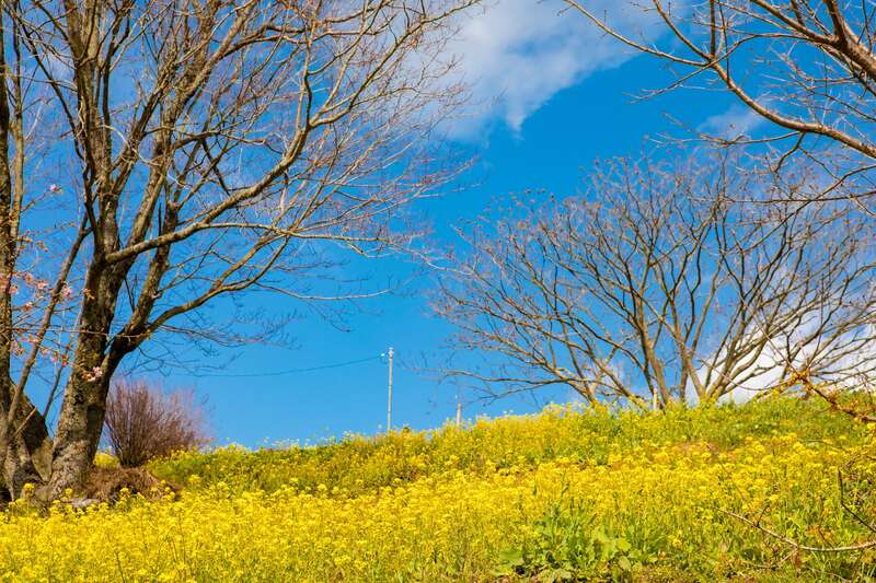 【JR福山駅発】花の三重奏ミステリーツアー～天空のランチビュッフェ～　日帰り2