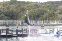 ◎WEB予約でリボンポイント２ポイント◎【豊田発】＊日帰り食事なし＊『イルカ島と鳥羽湾めぐり』2