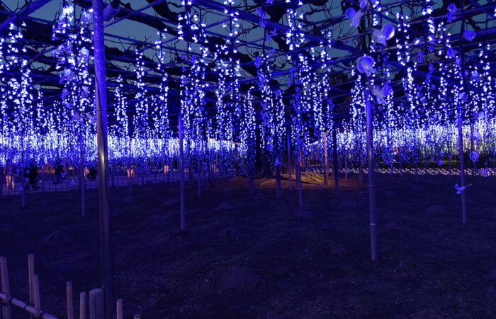 ★12/11　12/18　12/22　2/10 催行決定★【新宿発】あしかがイルミ＆いちご食べ放題 『あしかがフラワーパーク』イルミネーション＆いちご狩り・食べ放題ツアー！～ガトーフェスタハラダ工場見学・牛すきうどん鍋昼食付♪～1