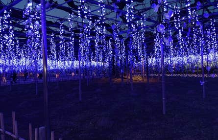 ★11/27　12/11　12/18　12/22 催行決定★【新宿発】あしかがイルミ＆いちご食べ放題 『あしかがフラワーパーク』イルミネーション＆いちご狩り・食べ放題ツアー！～ガトーフェスタハラダ工場見学・牛すきうどん鍋昼食付♪～