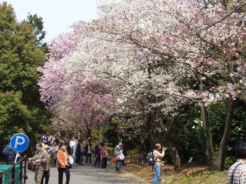 【神奈川県内・町田発】 年に一度の「桜の公開　国立遺伝学研究所」特別公開 と伊豆いちご狩り食べ放題・三嶋大社の桜　日帰り1