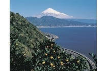 【うずら・羽島発】＊日帰り軽食弁当付＊Ｌｅｔ’ｓハイキング！『広重の描いた絶景　薩埵峠を歩こう』