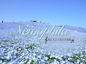 ■【茨城・栃木】＜GW出発限定＞見逃せない絶景がココにある！青の奇跡！ネモフィラ【ひたち海浜公園】＆世界一美しいふじのはな物語【あしかがフラワーパーク】