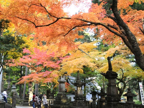 【名古屋発】本場フランスで修業したシェフの豪華フレンチ薬膳ランチ＆紅葉のトンネル「華厳寺」＆人気の樽見鉄道紅葉列車3