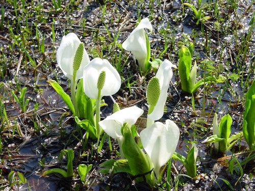 【名古屋発】ロープウェイで行く！天空の水芭蕉＆三色の花桃＆藤まつり 春のお花見ミステリーツアー2