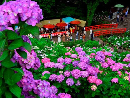 中部バス旅　約５万本の人気のあじさい祭りとメロン１玉狩り＆１玉持ち帰り＋１／４試食付！1