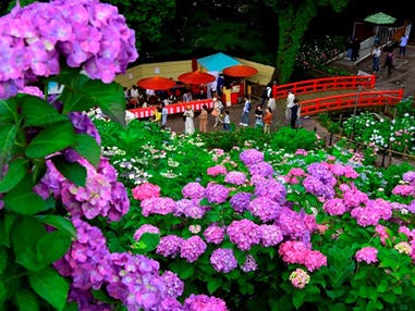 中部発　日帰り　約５万本の人気のあじさい祭りとメロン１玉狩り＆１玉持ち帰り＋１／４試食付！