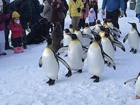 神戸空港集合
№5944 流氷クルーズと白銀の道東を巡る2