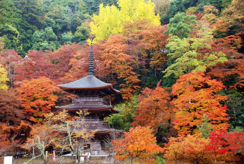 【倉吉・ハワイ・鳥取 発】 ド迫力！舞鶴軍港貸切クルーズと丹後のもみじ寺「金剛院」1