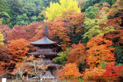 【倉吉・ハワイ・鳥取 発】 ド迫力！舞鶴軍港貸切クルーズと丹後のもみじ寺「金剛院」