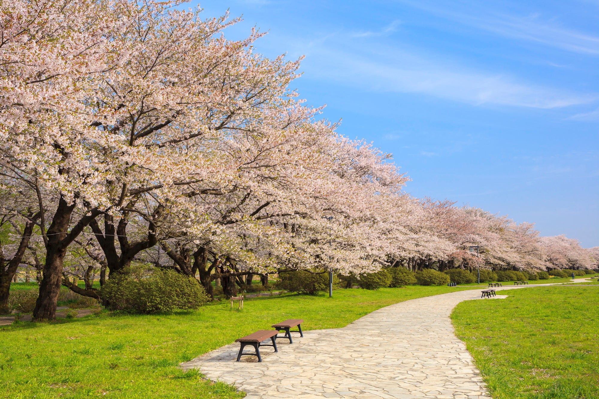【石巻・涌谷町・小牛田・古川地区発】 桜咲く！北上展勝地とえさし藤原の郷・遠野昔ばなし（日帰り）1