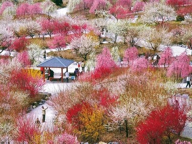 中部発　日帰り　Ｗ保障の安心観梅！近江牛フルコースランチ＆いなべ・長浜で梅観賞！