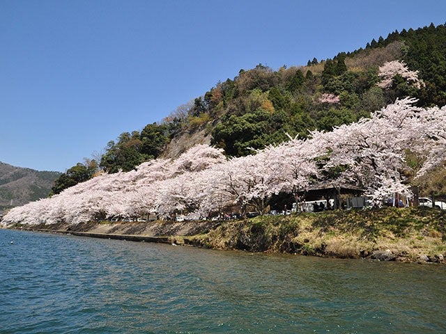 ■【京都府・滋賀県】春の絶景🌸「琵琶湖ブルー」×「桜ピンク」の異世界"海津大崎の桜"へ。ヒルトン京都の贅沢ランチビュッフェ🍴と工場見学＆限定スイーツに出会う「atelier京ばあむ」へ🛍️1