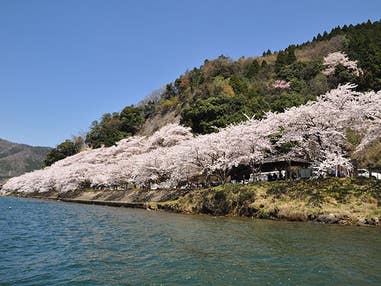 ■【京都府・滋賀県】春の絶景🌸「琵琶湖ブルー」×「桜ピンク」の異世界"海津大崎の桜"へ。ヒルトン京都の贅沢ランチビュッフェ🍴と工場見学＆限定スイーツに出会う「atelier京ばあむ」へ🛍️