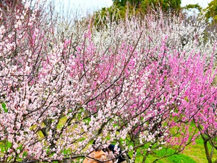 中部発　日帰り　佐布里池梅まつりと活きふぐづくし1