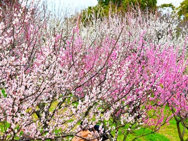 中部発　日帰り　佐布里池梅まつりと活きふぐづくし