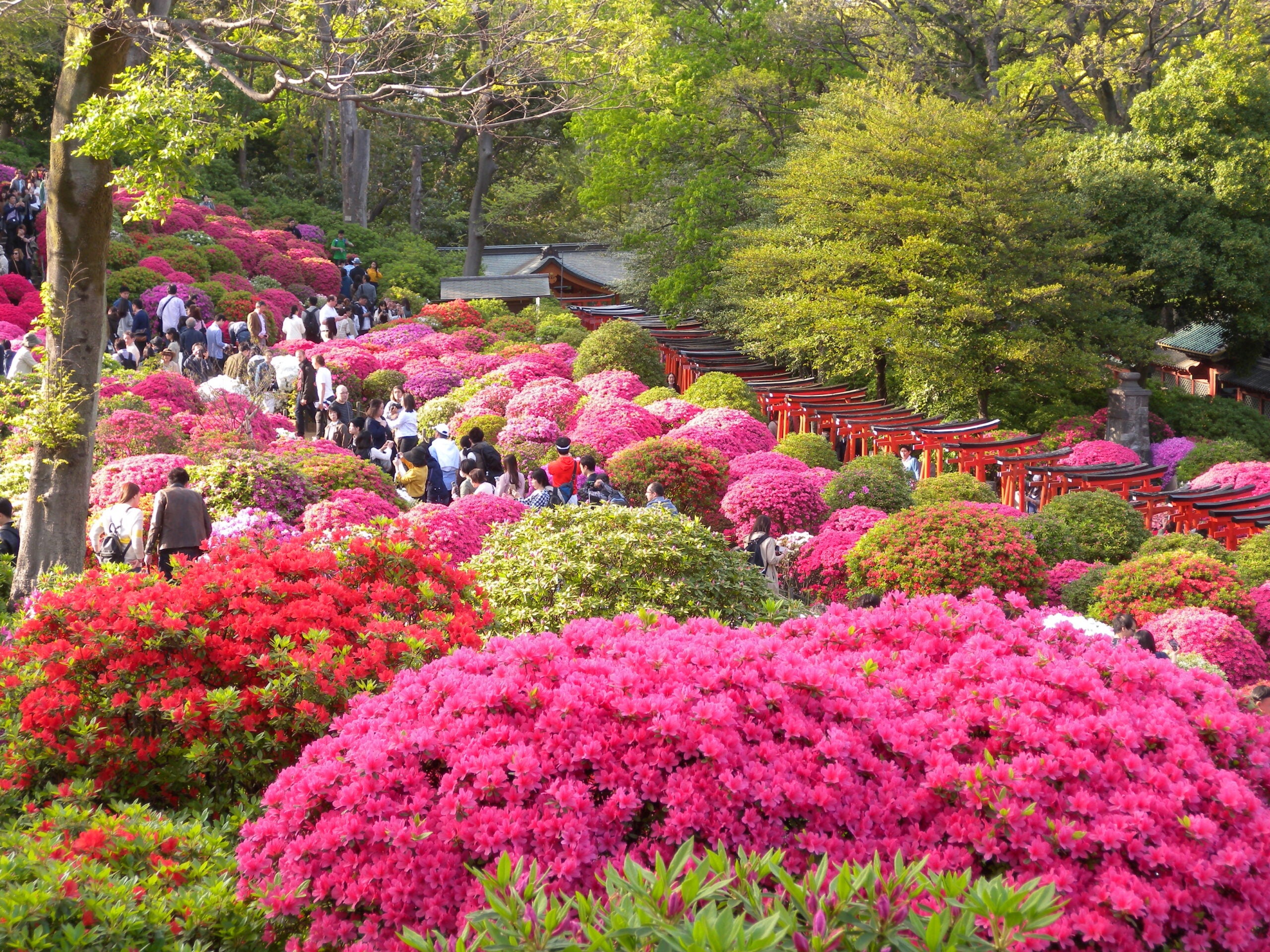 特別な体験！夜に楽しむいちご狩り コリアンタウン新大久保＆つつじ咲く、圧巻の千本鳥居神社バスツアー3