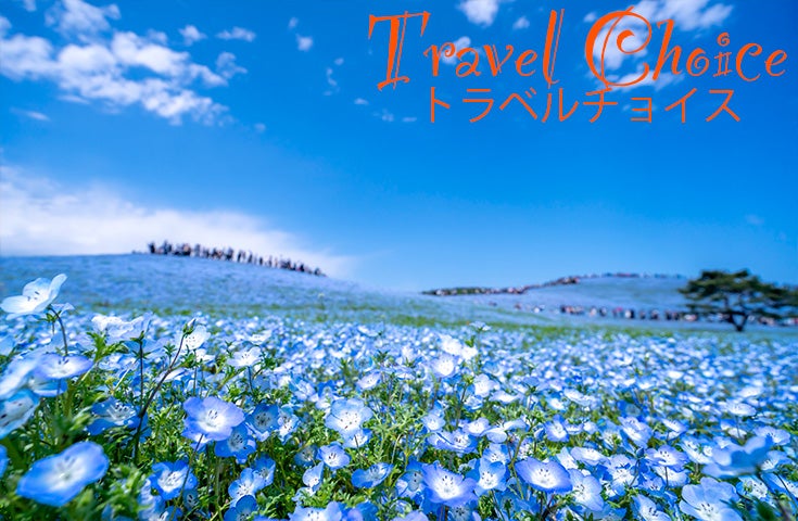 催行決定あり★[新宿発]≪花三昧≫一面、青の絨毯！ひたち海浜公園で絶景「ネモフィラ」鑑賞&あしかがフラワーパークでライトアップされた大藤棚もご堪能！1