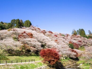 紅葉の香嵐渓となばなの里イルミネーション・小原四季桜2日間3