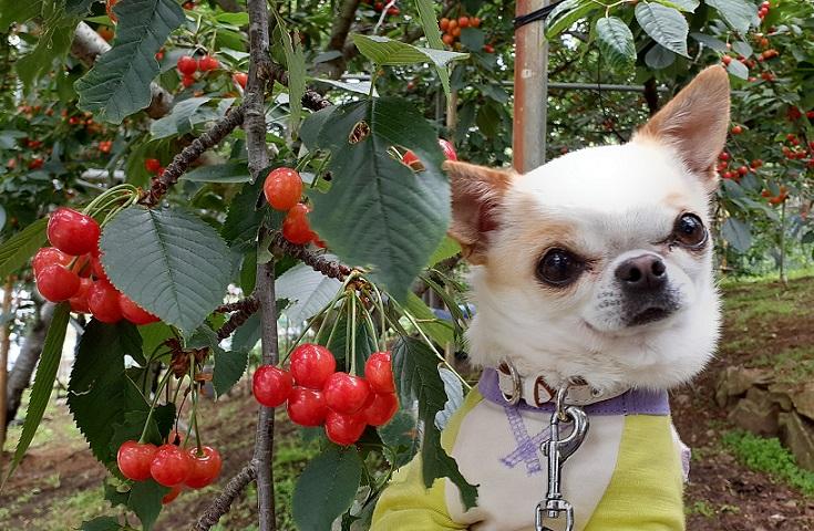 【愛犬同伴プラン】(6/8)日本一長いバラ回廊『ハイジの村』＆『さくらんぼ狩り』食べ放題！ドッグフィールドのあるカフェでランチ付きの日帰りvipわんツアー！1