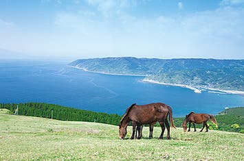 【1名一室利用/2泊目大浴場付】日本一の高級ブランド牛宮崎牛を食す 南九州5つの絶景めぐり4日間　都城市×阪急交通社共同企画！