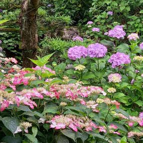 薩摩が誇る水絵巻『曽木の滝』と4万坪の絶景『東雲の里あじさいまつり』日帰りバスツアー🚌