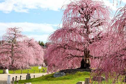 なんと、びっくり！これは桜でなく梅なんです！圧巻！鈴鹿の森庭園しだれ梅祭りと「特選牛すき焼き御膳」又は「伊勢真鯛海鮮鍋膳」の選べる昼食【五位堂・橿原神宮・大和八木発】