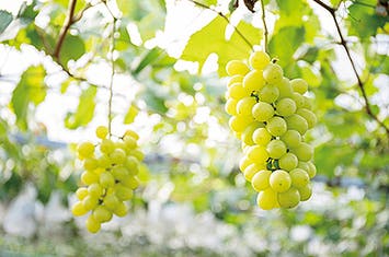 【博多/基山発着】シャインマスカット・ぶどう・なし食べ放題(20分)うなぎのミニセイロ蒸しを食すin柳川・久留米 日帰り　福岡県からの補助金を適用しています！