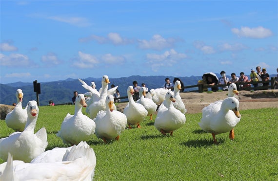 【新宿発】房総・ざくざく＆とことん潮干狩り体験と初夏のマザー牧場たっぷり120分以上！！ お昼はうれしいおむすび付★房総満喫 日帰りバスツアー2