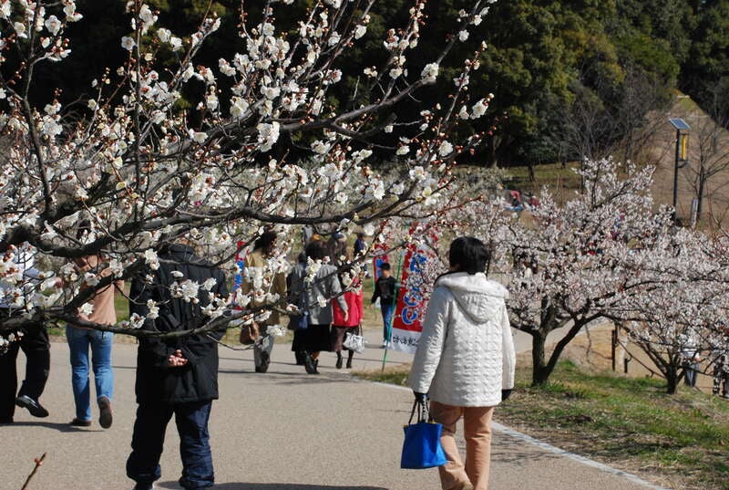【富山・石川発】 東海３つの早春花めぐりと三河いちご狩り　三谷温泉「明山荘」　２日間2