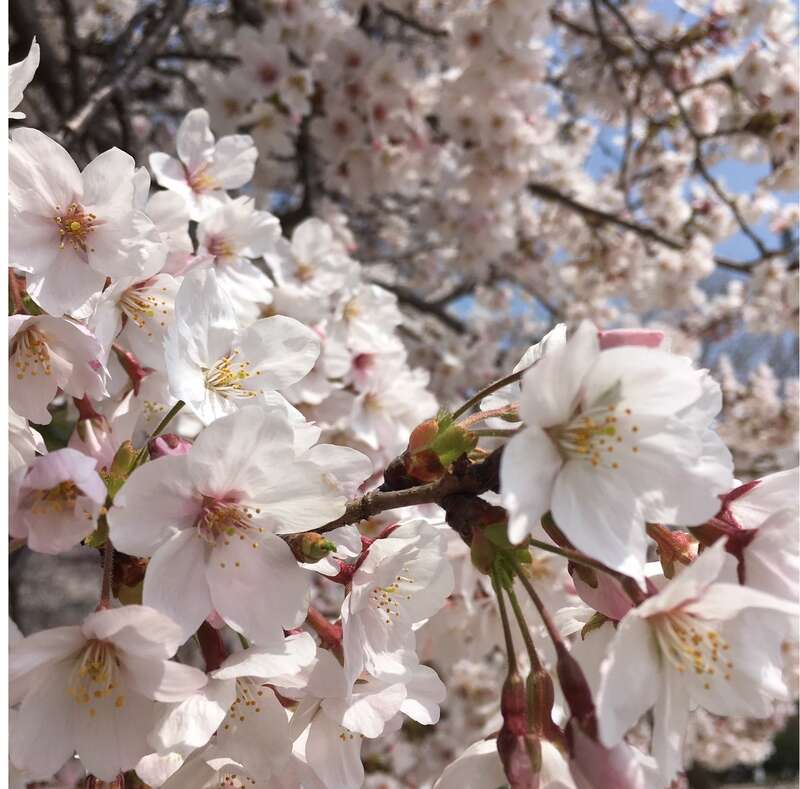 【秋田市内発】 桜満開ミステリーツアー 日帰り1