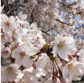 【秋田市内発】 桜満開ミステリーツアー 日帰り