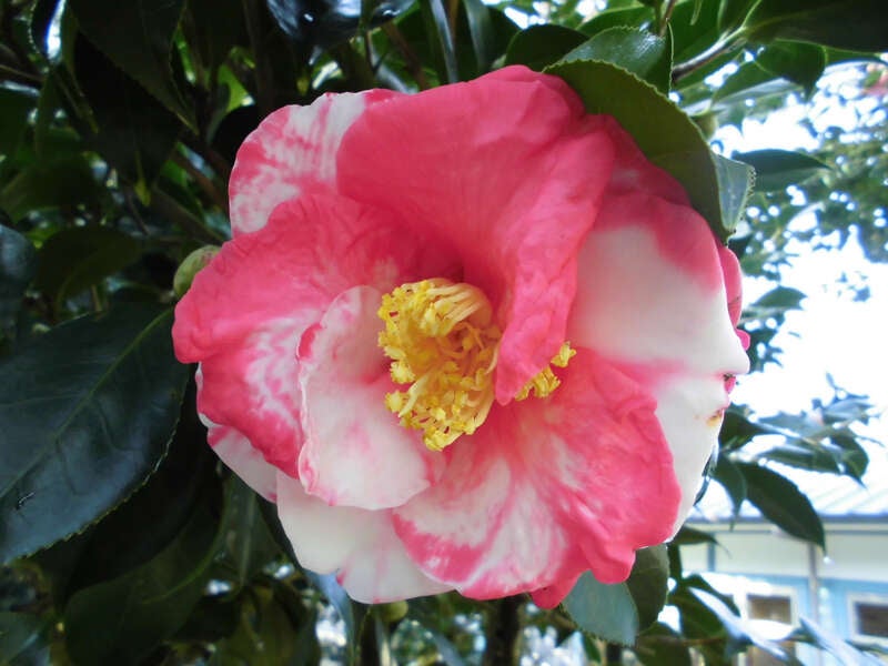 【小倉・黒崎・引野口発】柳川美豚をしゃぶしゃぶで食す！世界のつばき＆みやま枝垂れ梅とBerryGoodないちご食べ放題！　日帰り2