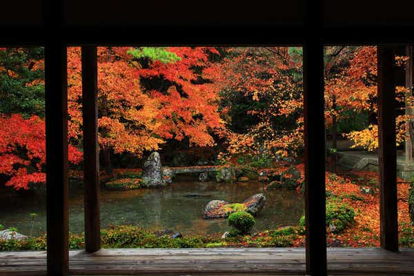 【奈良県内発】 京都秋の3つの欲張り紅葉狩り！ 通天橋・東福寺・「床もみじ」岩倉実相院・蓮華寺　日帰り2