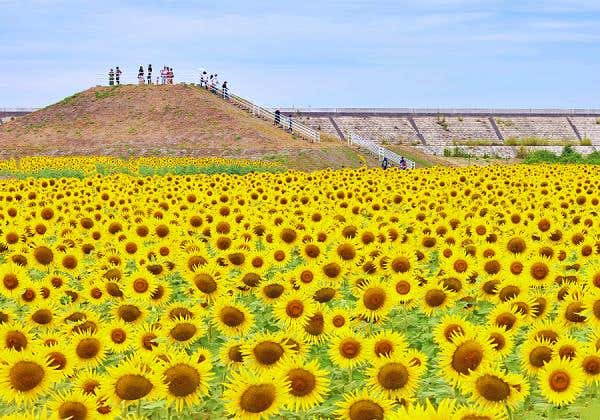 シャインマスカット♪ いちじく♪ 洋梨のお土産付♬ 旅のくだものマルシェ in 佐賀・広川3