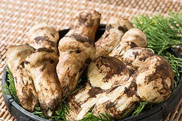 【東京都内各地発】びっくり!なんと生松茸10本&秋の上州りんご狩り体験など どっさり3キロのお土産付「旅フルコース」日帰り3食付き